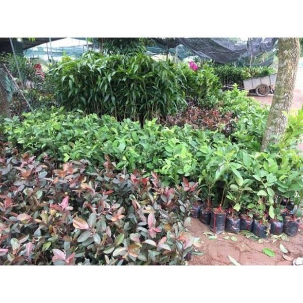 Cây giống ổi tím Malaysia