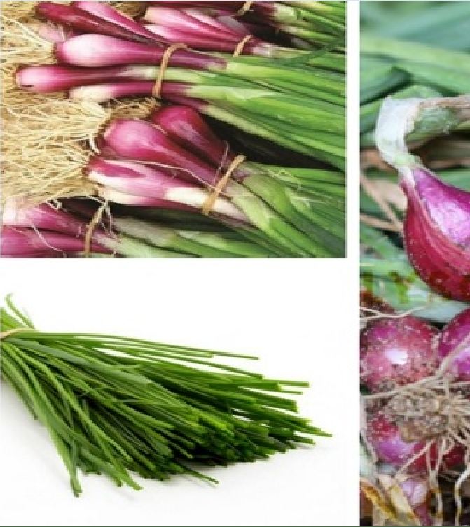 Combo 2 gói Hạt giống hành gốc tím F1 -gói 2gram/tặng kèm gói phân bón lót