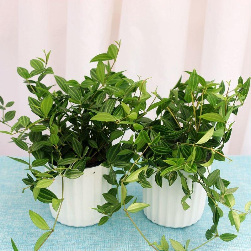LÁ BÌNH AN CHẬU LỚN