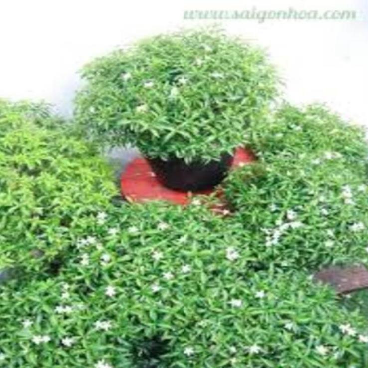 CÂY GIỐNG MAI VẠN PHÚC