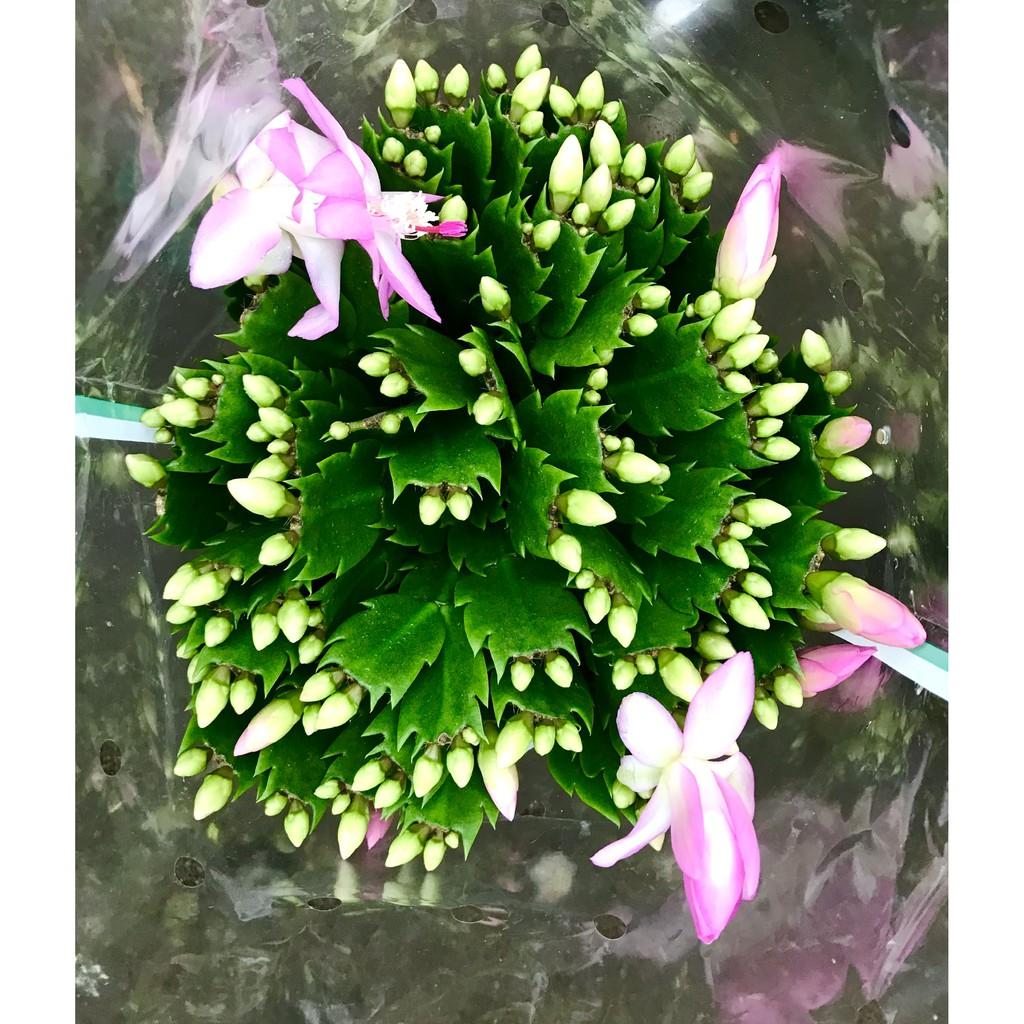 Chậu hoa Tiểu Quỳnh màu hồng