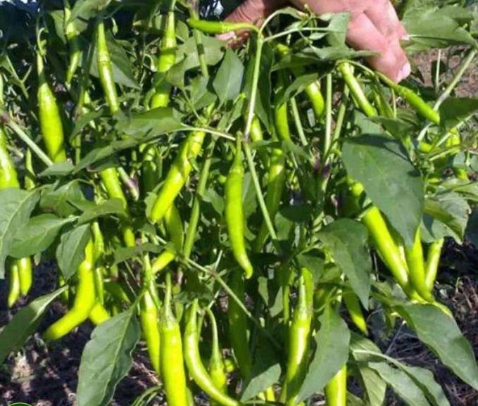 Hạt Giống ớt chỉ địa trái xanh Miền Trung 01
