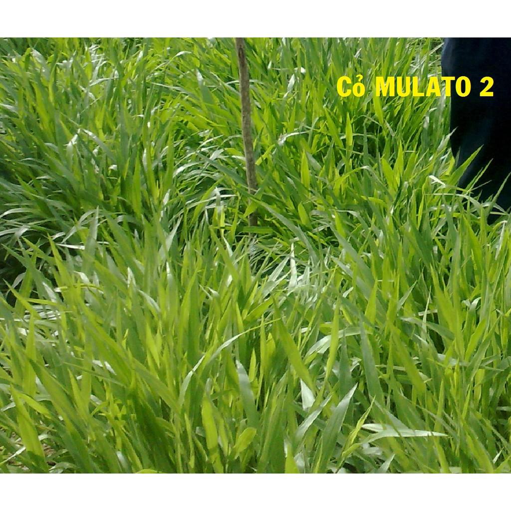 Hạt cỏ chăn nuôi II 500g