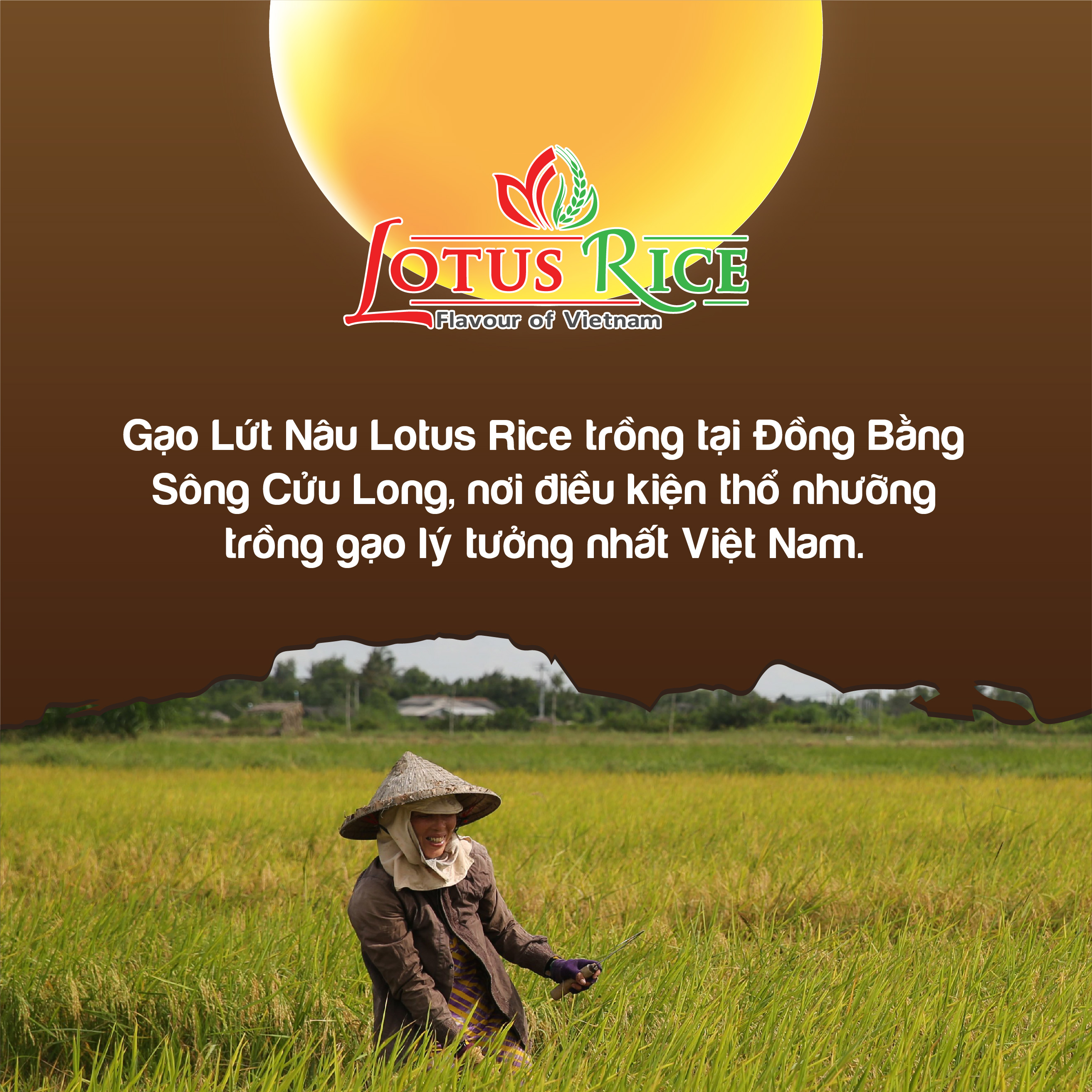 Gạo Lứt Nâu Lotus Rice 1kg - Tốt cho người ăn kiêng - Dễ ăn dễ nấu