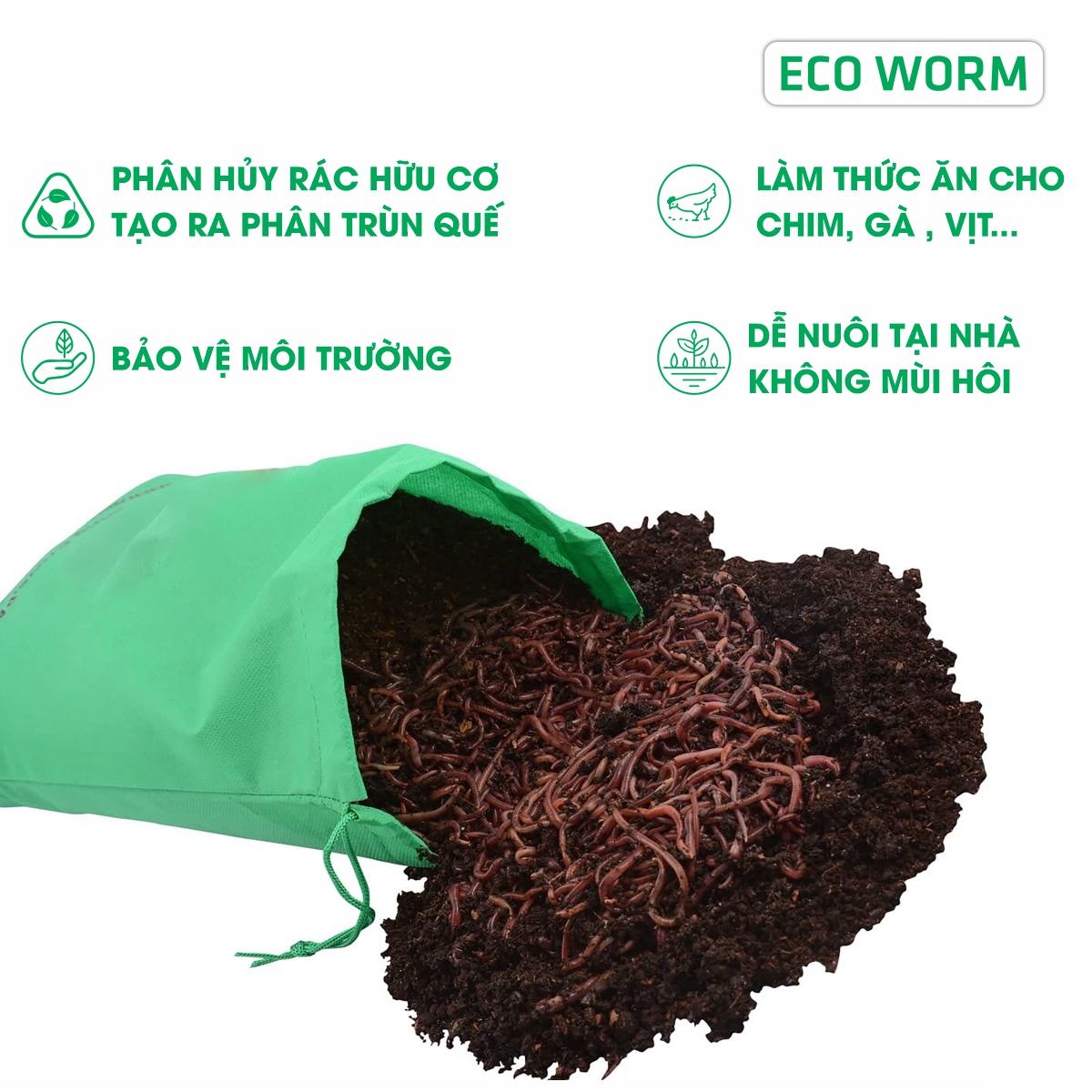 GIUN TRÙN QUẾ GIỐNG Eisenia Fetida (200 con): cao cấp, chuyên xử lý rác thải hữu cơ, mồi câu, thức ăn cho cá &amp; gia súc...