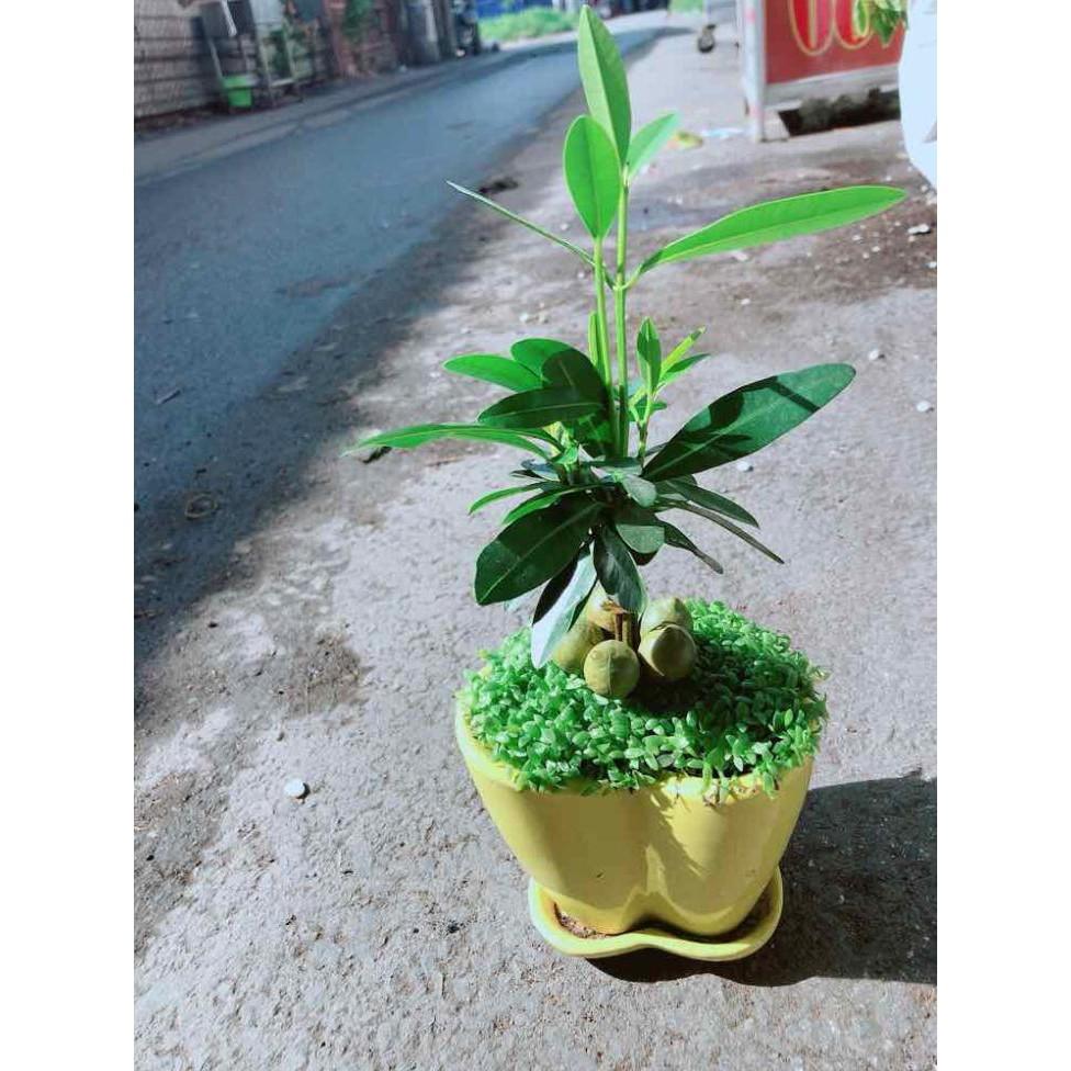 Chậu Cây May Mắn Trái Tim Vàng Bán Chạy