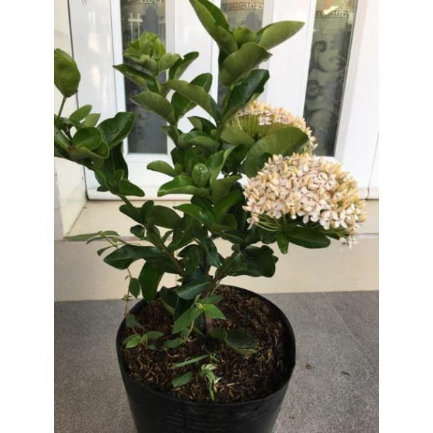 Cây hoa mẫu đơn trắng lá trung