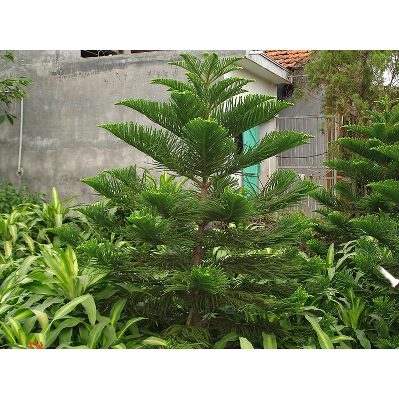 Cây tùng bách tán - cây giống nhỏ