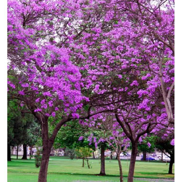 Hạt giống hoa phượng vĩ tím 5 hạt/gói