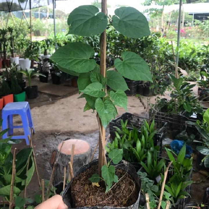 Chậu cây giống hoa thiên lý