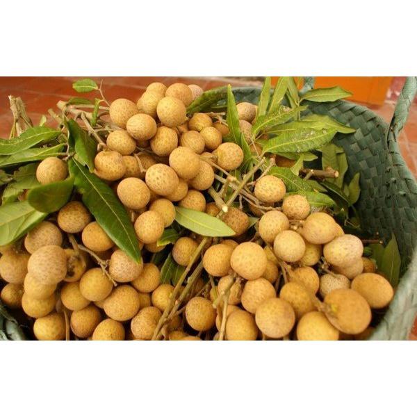 Cây giống NHÃN XUỒNG CƠM VÀNG )