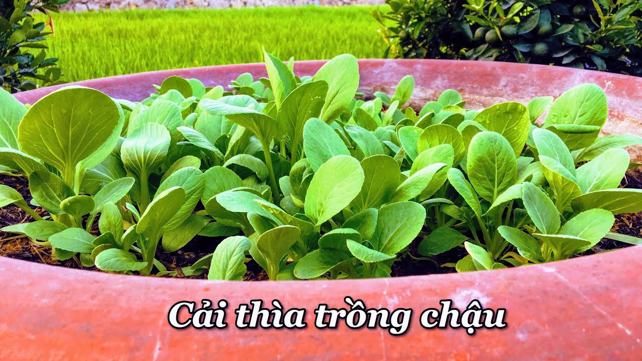 Hạt giống Cải Bẹ Loại Rau Xanh Chứa Nhiều Vitamin Và Khoáng Chất, Dễ Trồng, Năng Suất Cao - Nông Sản Vàng