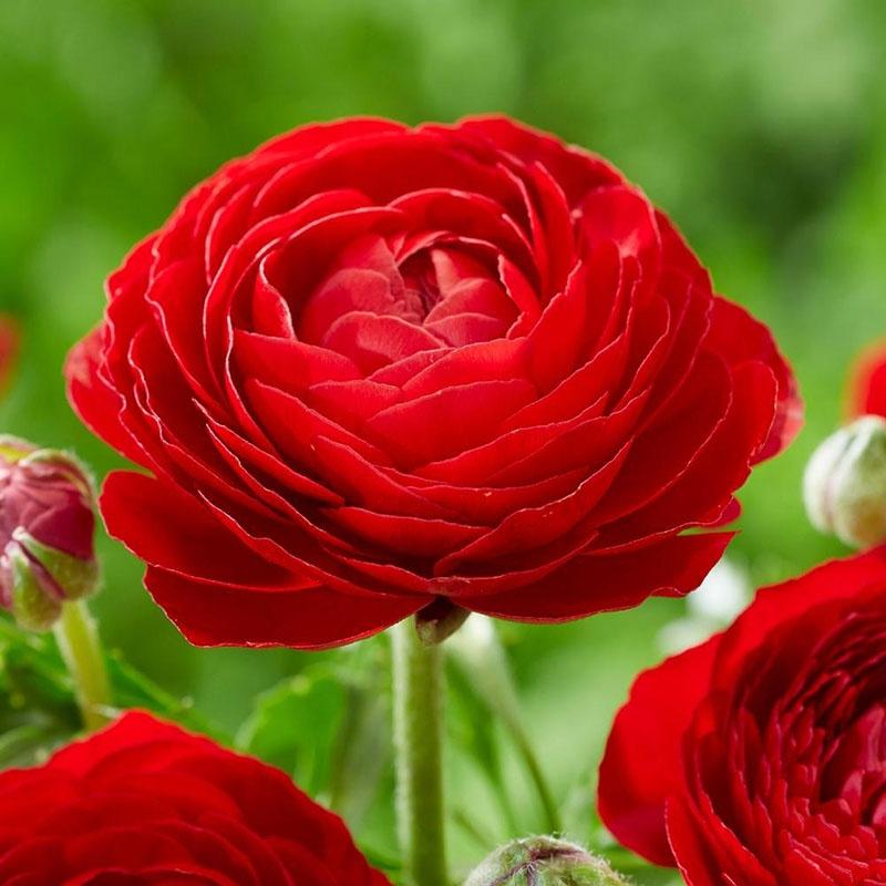 Củ giống hoa hồng mao lương hoa màu đỏ - Kèm viên nén sơ dừa ươm - 1 củ