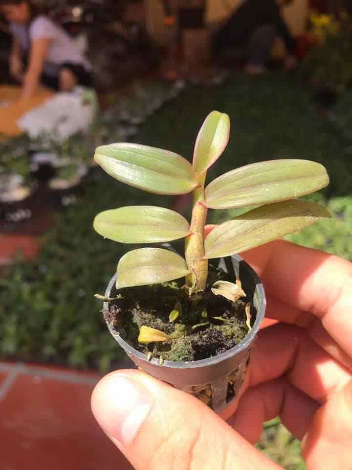 Phi điệp xước giống cây cực đẹp