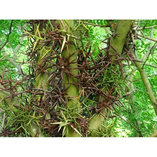 Hạt giống Cây Bồ Kết Cây KNS3697