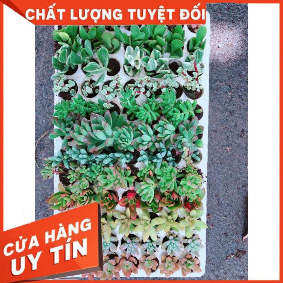Combo 12 cây sen đá vỉ Nhiều Người Mua