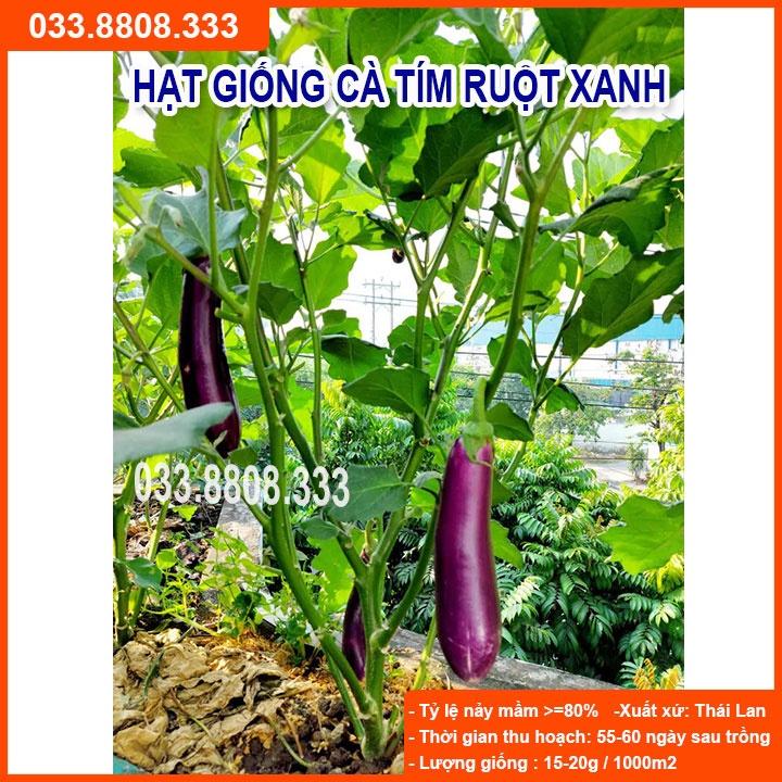 Hạt Giống Cà Tím Ruột Xanh Dài - Quả Dài Đặc Ruột