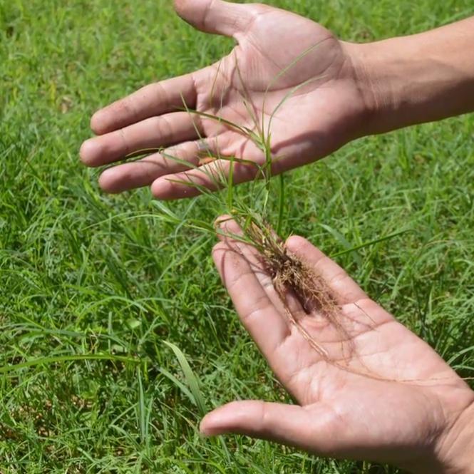 (100g), Hạt Giống Cỏ Bermuda,Cỏ Ống, Cỏ Chỉ Trồng Trang Trí Sân Vườn