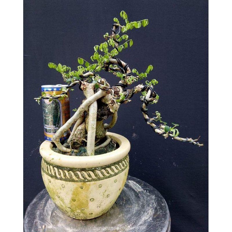 Dây uốn bonsai nhôm mạ đồng 1kg