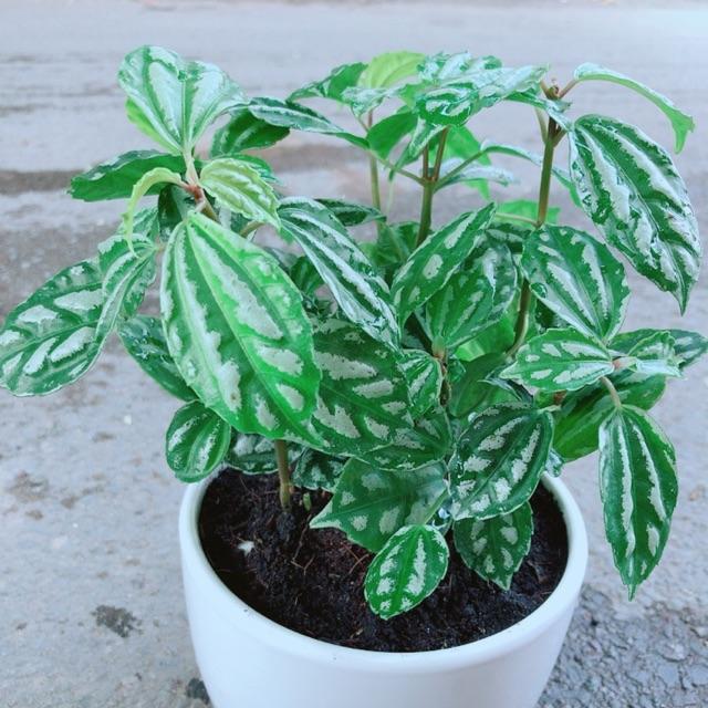 Chậu Cây Lá Dưa Hấu