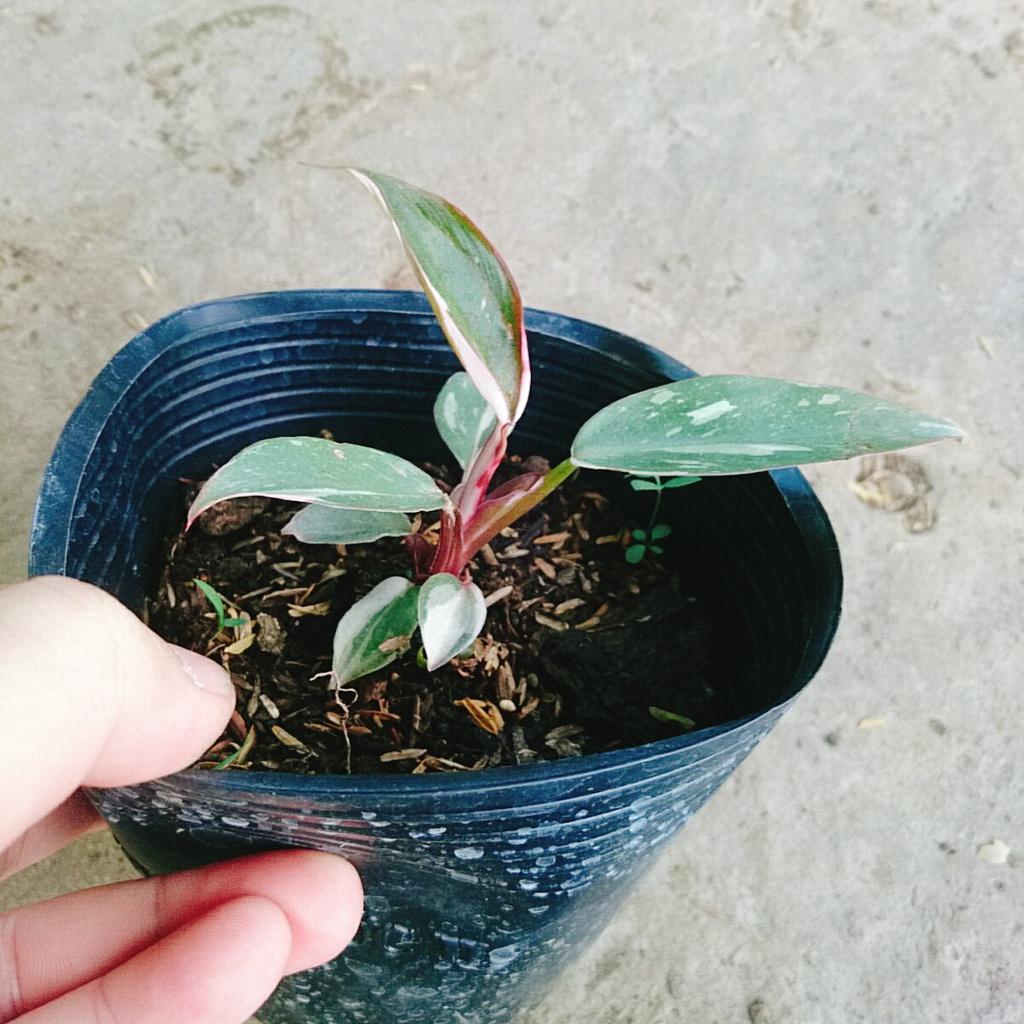 Cây Công Chúa Hồng - Philodendron pink princess - Cây nhỏ,thuần,khoẻ,var mạnh - cây cảnh để bàn + tặng phân bón cho cây