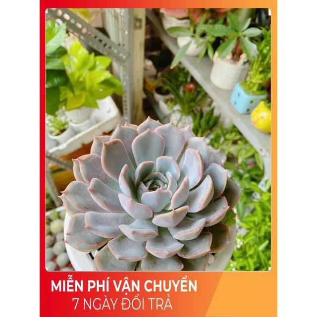 Chậu Sen Đá Tím Cánh Cứng