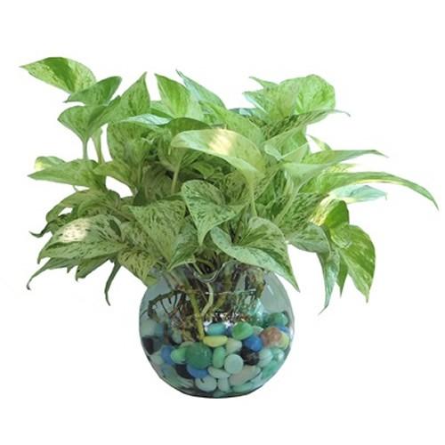 Cây Trầu Bà Sữa