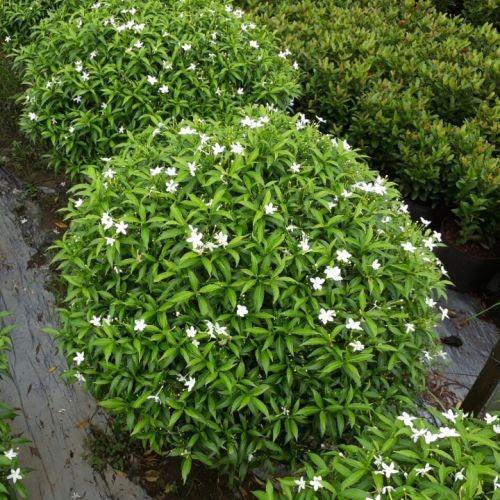 3 BẦU CÂY GIỐNG MAI VẠN PHÚC