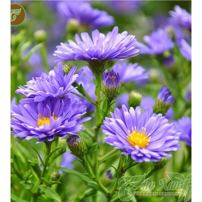 Hạt giống hoa cúc thạch thảo cao mix màu CT399 - Gói 50 hạt