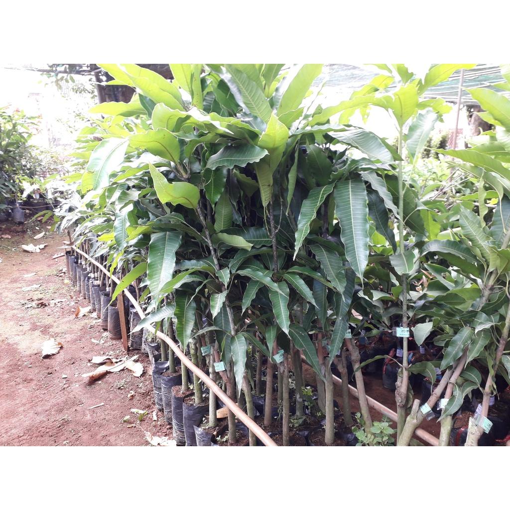 Cây giống Xoài Cát Chu Cao Lãnh CAO HƠN 1M .