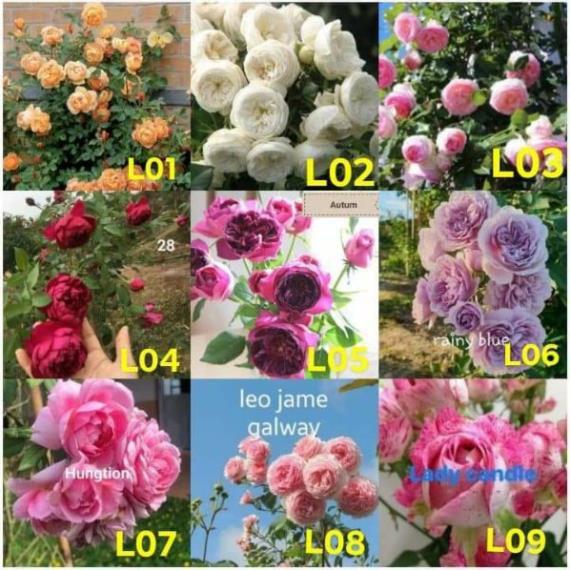 Com bo 10 cây hoa hồng leo các màu