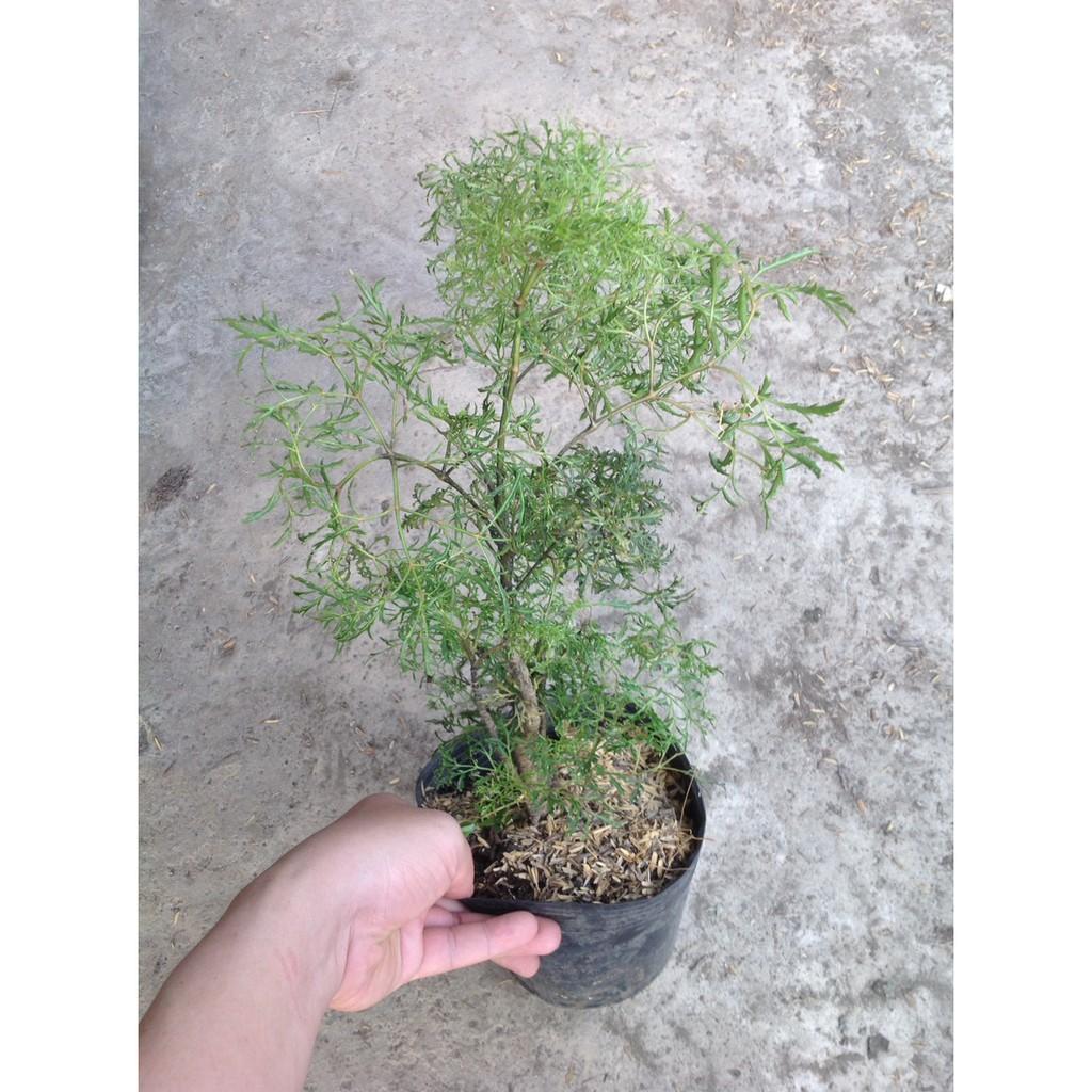 Combo 2 cây tặng phân bón cho cây