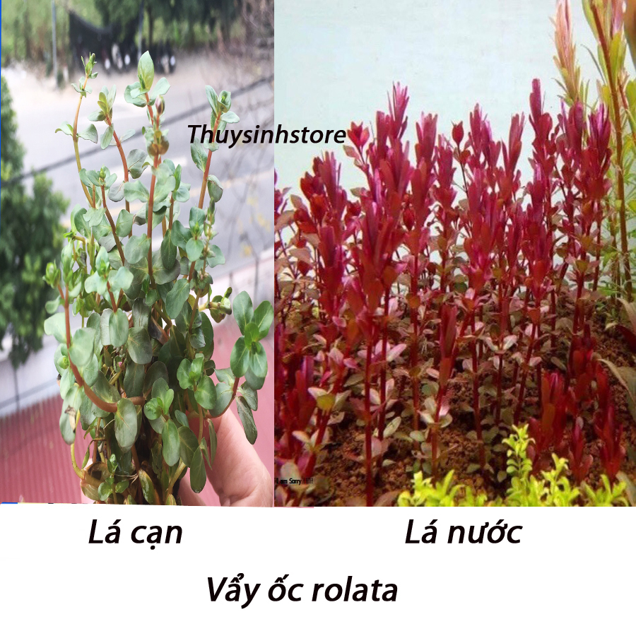 Cây Vảy Ốc Rotala 14 ngọn - Cây Thuỷ Sinh Cắt Cắm