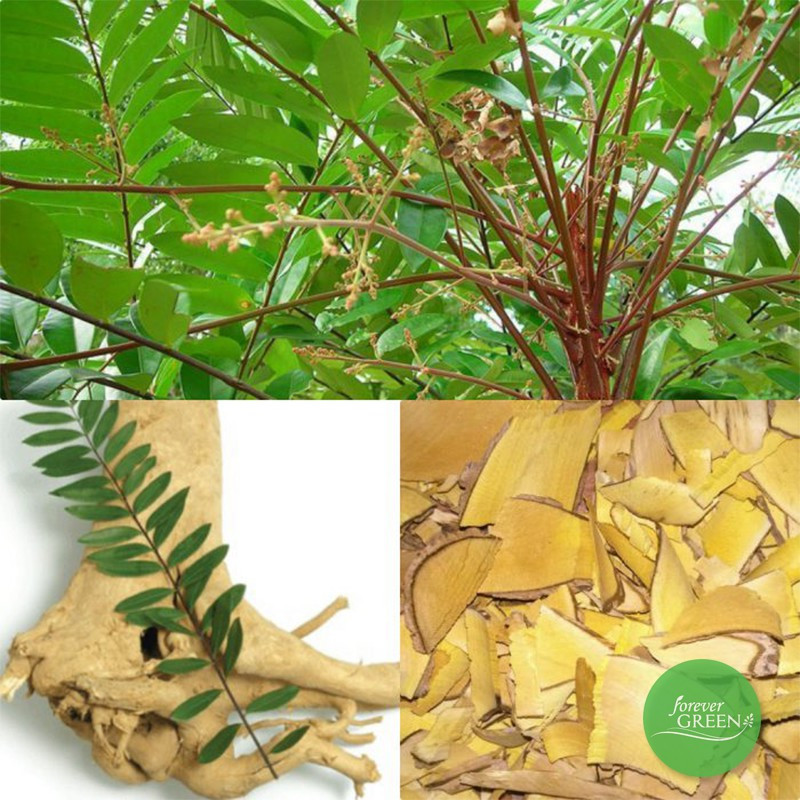 Đông y gia truyền cây bách bệnh xương khớp gút tem giấy thường