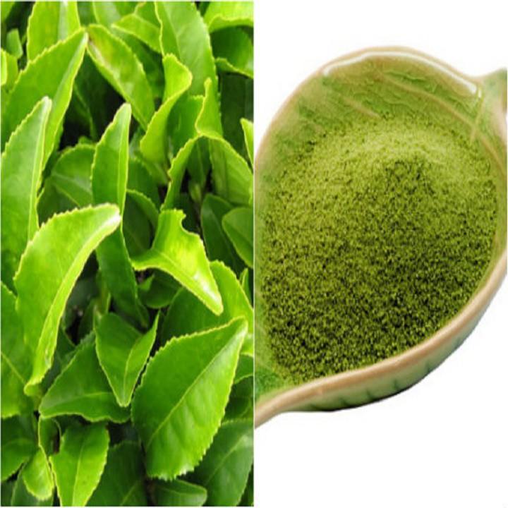 Combo 3 bầu cây giống cây trà xanh