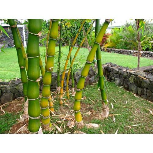 CÂY TRÚC ĐÙI GÀ-CÂY TRE ỐNG ĐIẾU