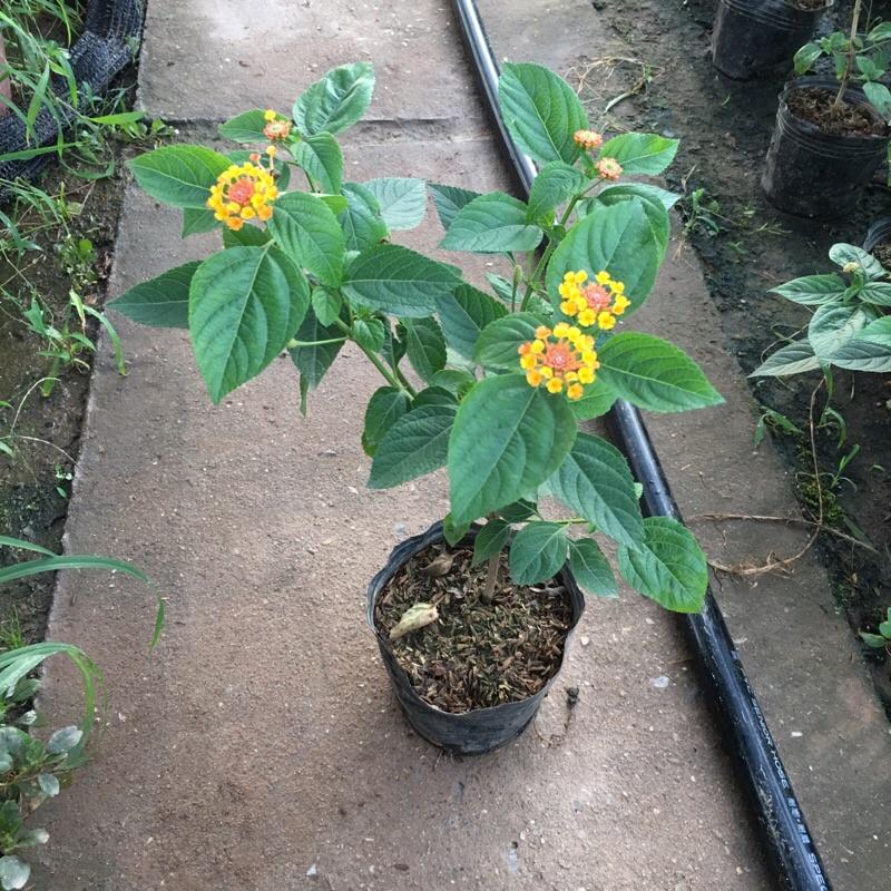Cây hoa ngũ sắc cam cao 20-25cm thích hợp trang trí ban công , sân vườn,tiểu cảnh ...