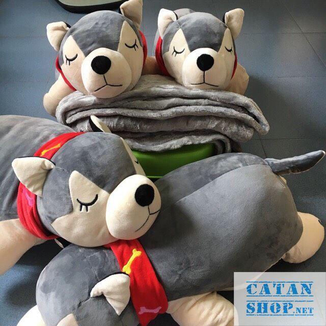 Gấu bông kèm mền, Gối mền chó Husky khăn quàng đỏ dai 60cm , nỉ nhung cực mịn