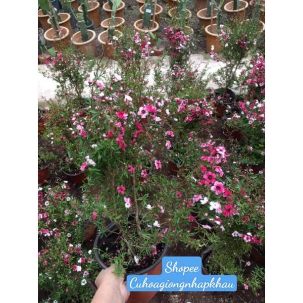 Chậu Tùng Tuyết Mai