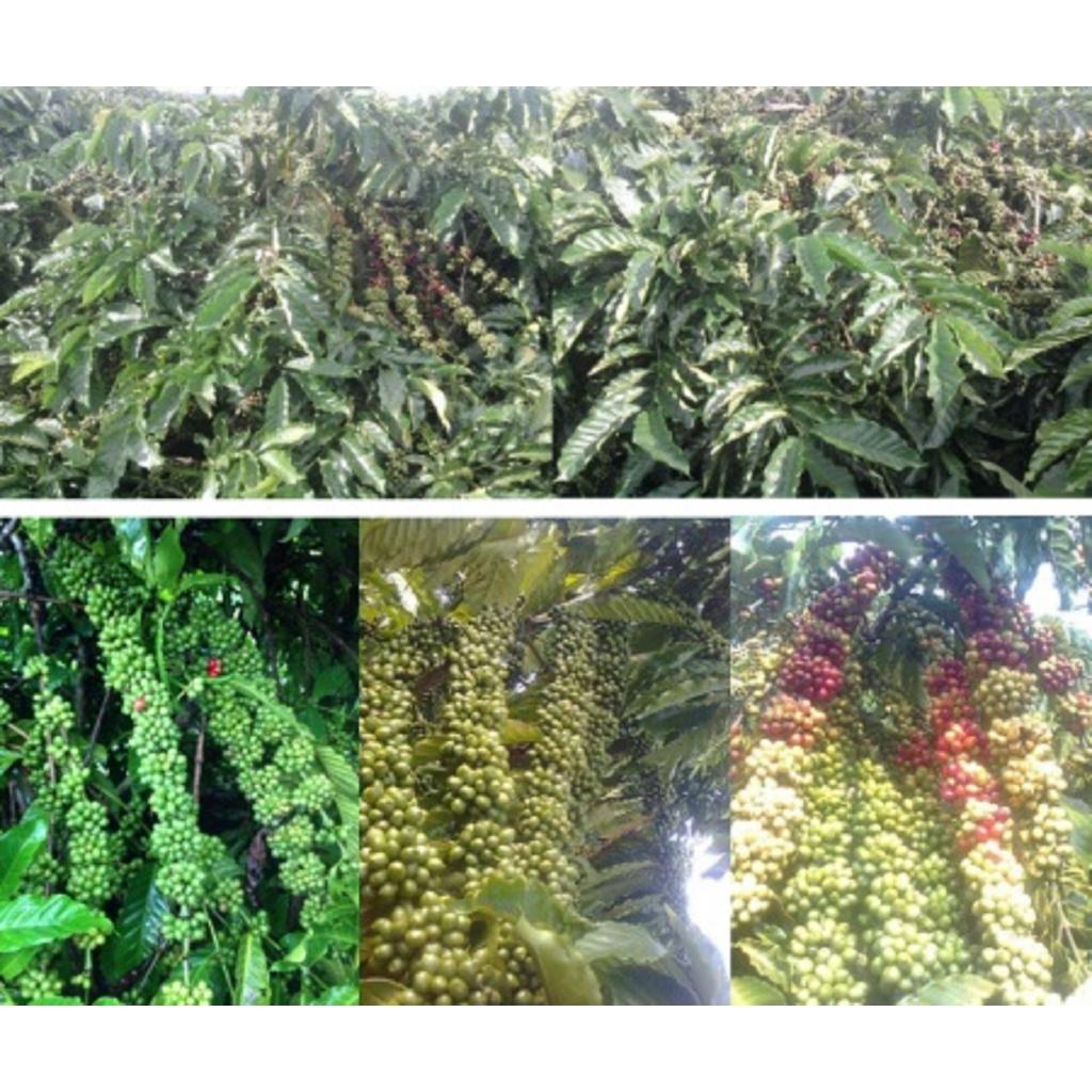 500 gram Hạt giống Cà Phê VỐI CAO SẢN Lá Xoài  - HẠT TUYỂN CHỌN TỪ CÂY MẸ. KÈM HƯỚNG DẪN ƯƠM] *