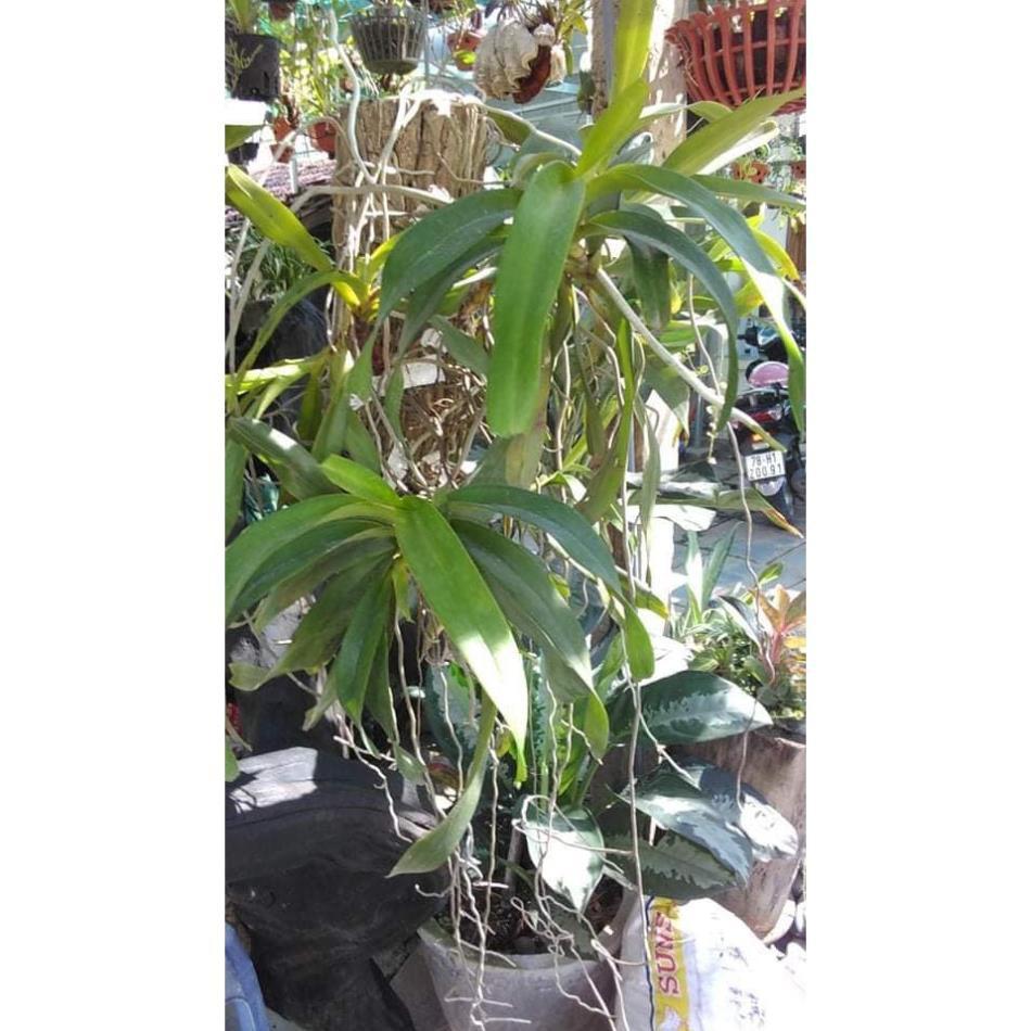 Hoa lan giáng hương tam bảo sắc