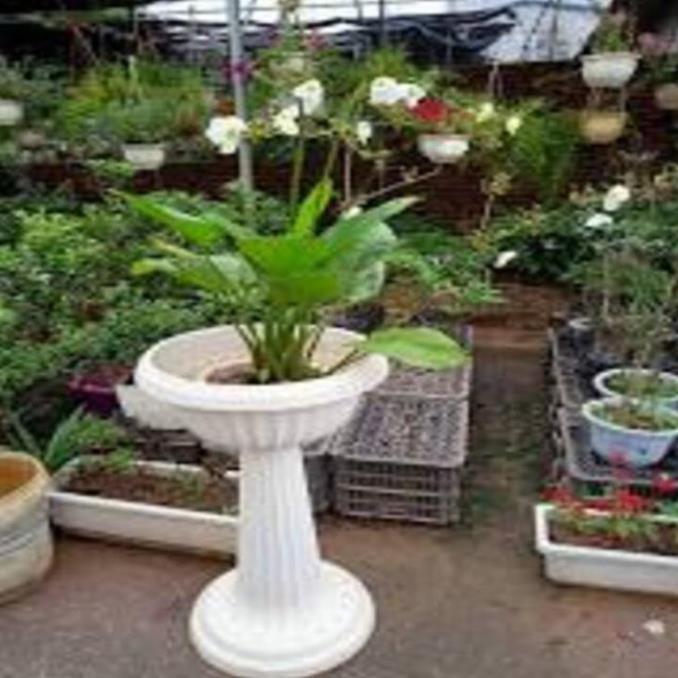 Chậu cây BÁCH THỦY TIÊN, THỦY SINH - Cây PHONG THỦY, may mắn, tài lộc - gửi đi nguyên bầu