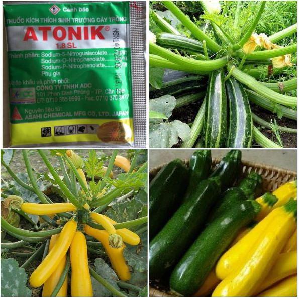 COMBO 5 gói hạt giống bí ngòi mix TẶNG 1 phân bón