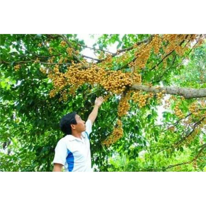 CÂY GIỐNG BÒN BON GHÉP (BÒN BON THÁI)