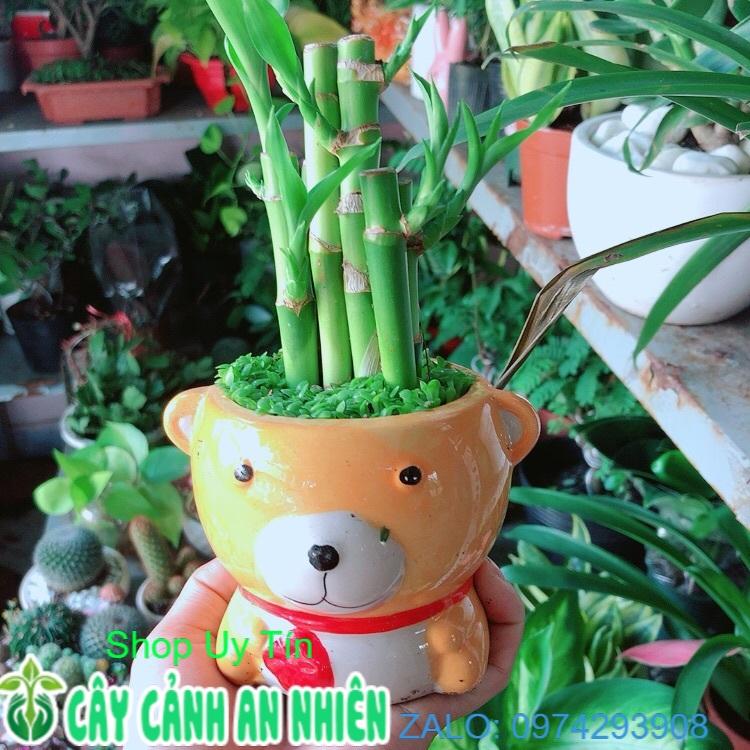 Chậu Trúc Phát Tài