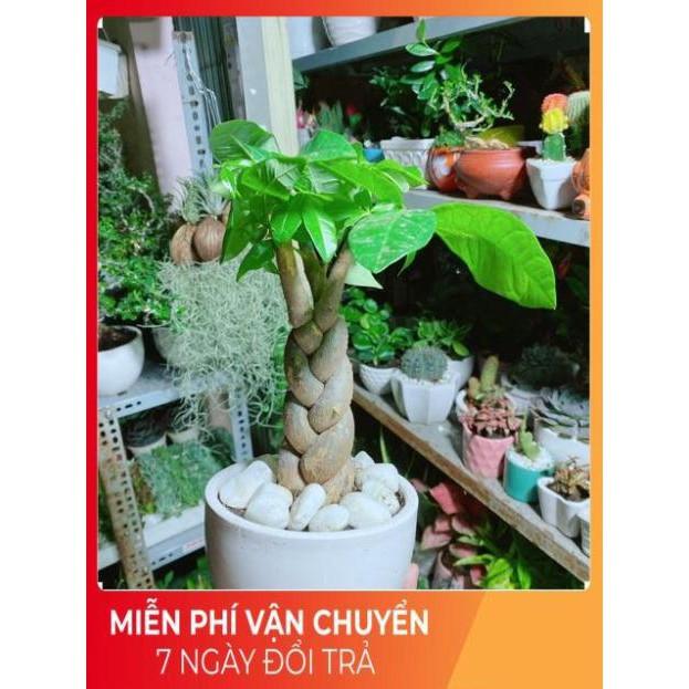 Chậu Kim Ngân 3 Thân Thắt Bính