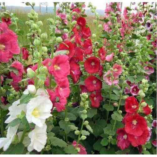 20hạt hoa mãn đình hồng cánh đơn nhiều màu