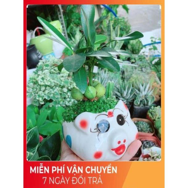 Chậu Cây May Mắn