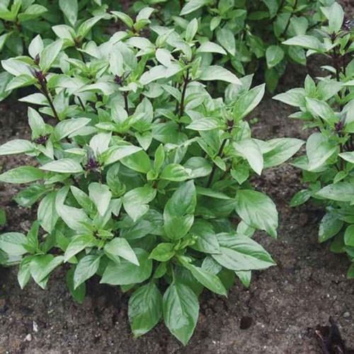 Hạt giống Rau Húng Quế, đóng gói 5gr hoặc 10gr