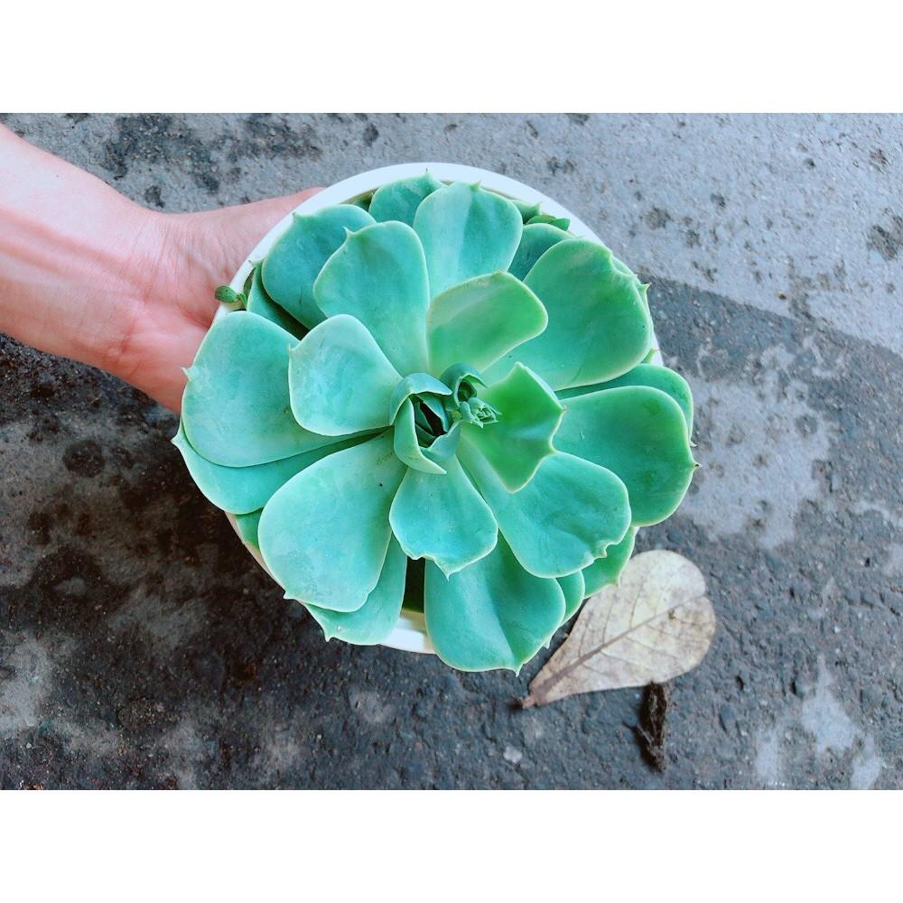 Chậu Sen Đá Xanh Đất Lớn